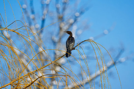A cormorant at the top of a tree sits on the branches and watches