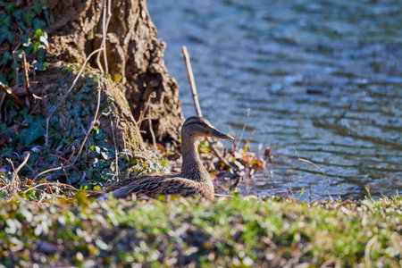 female wild duck on the shore of a lake