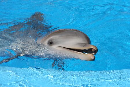 Bottle nosed dolphin in the waterの写真素材