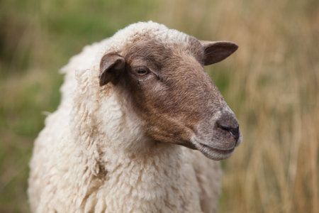 sheep portrait on a field