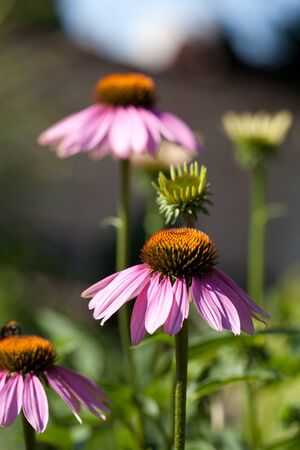 Purple flowers in outdoor gardenの写真素材