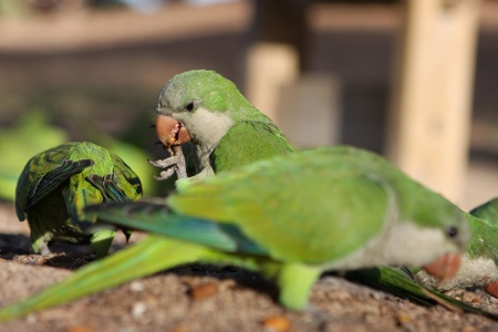 Three green little parrots eatingの写真素材
