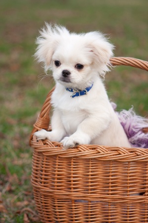 White pekinese puppy in basketの写真素材