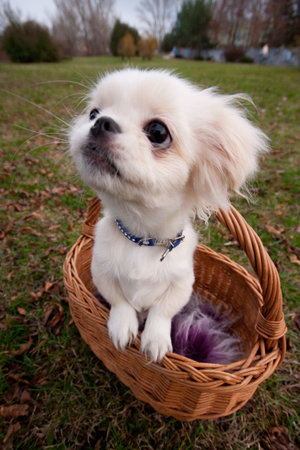 White pekinese puppy in basketの写真素材