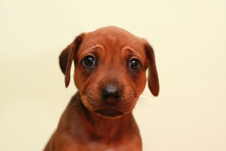 Beautiful Rhodesian Ridgeback puppy watchingの写真素材