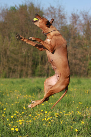 Rhodesian Ridgeback dog jumping in grassland