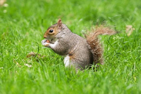 Grey squirrel on grass with nut in handsの写真素材