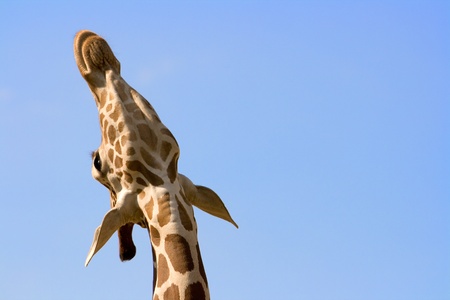 Giraffe, curious and long neck の写真素材