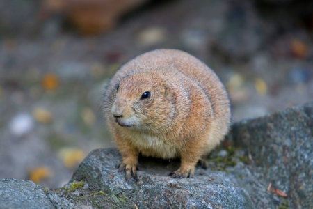 Marmot standing up on a rock
