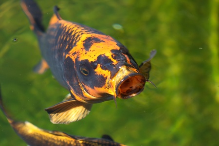 Carp looking from green waterの写真素材