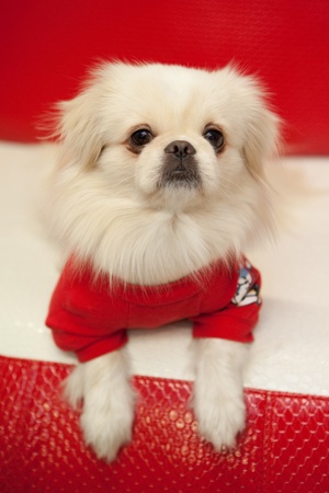 White pekinese dog in clothesの写真素材