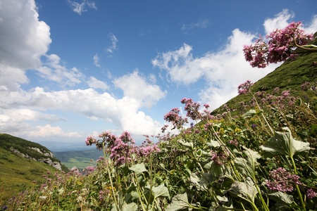 Flower in high mountains - High Tatra, Slovakiaの写真素材