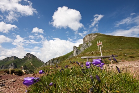 Flower in high mountains - High Tatra, Slovakiaの写真素材