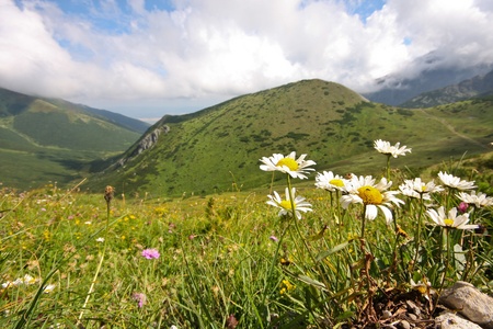 Flower in high mountains - High Tatra, Slovakiaの写真素材