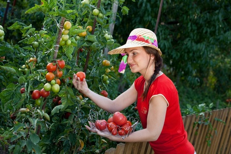 Young gardener woman harvesting tomatoesの写真素材