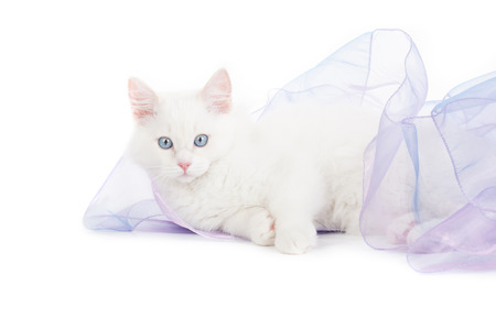 Lying Ragdoll cat on white backgroundの写真素材