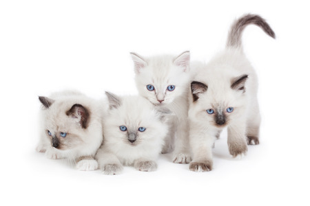 4 Cute Ragdoll kittens on white backgroundの写真素材