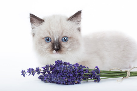 Cute Ragdoll kitten on white backgroundの写真素材