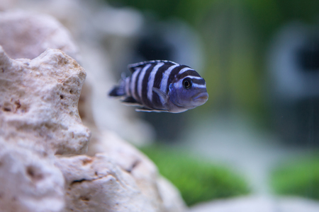 Pseudotropheus Demasoni. Cichlid fish from lake malawi.の写真素材