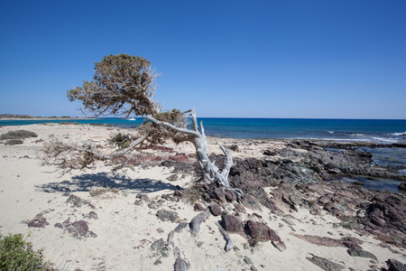 Chrissi island in Crete, Greeceの写真素材