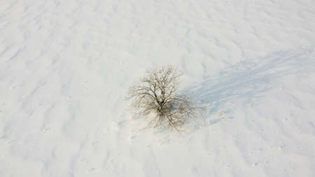 A lonely snow-covered tree . Aerial drone view. Winter snowy morningの写真素材