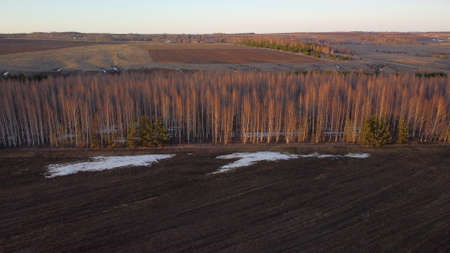 Drone aerial shot of green pine forests and spring birch grovesの写真素材