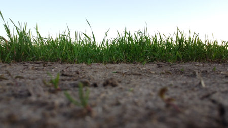 green grass with in soil isolated on white backgroundの写真素材