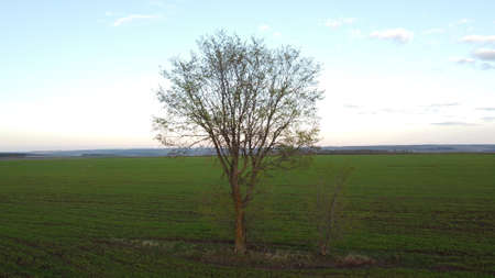 Green tree and grass field with white clouds and blue sky.の写真素材