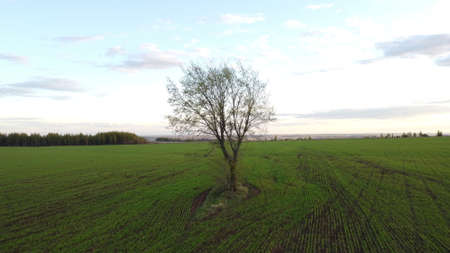 Green tree and grass field with white clouds and blue sky.の写真素材