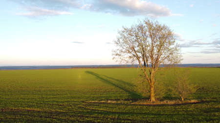 Lonely tree in the middle of a green field.の写真素材