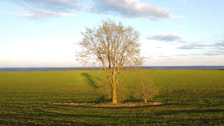 Lonely tree in the middle of a green field.の写真素材