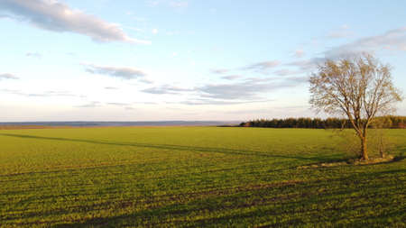 Lonely tree in the middle of a green field.の写真素材