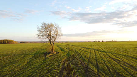 Lonely tree in the middle of a green field.の写真素材