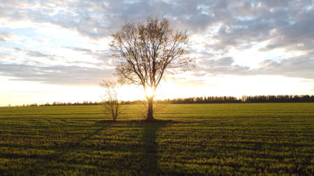 Lonely tree in the middle of a green field.の写真素材