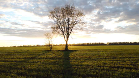 Lonely tree in the middle of a green field.の写真素材