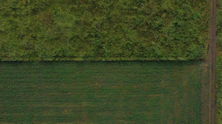 aerial view of a field with slightly wind, vertical tracking shot made with droneの写真素材