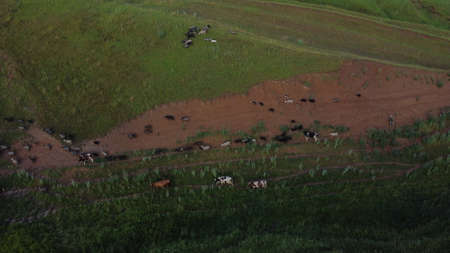 Aerial view of endless lush pastures and farmlands . Beautiful Irish countryside with emerald green fields and meadows. Rural landscapeの写真素材