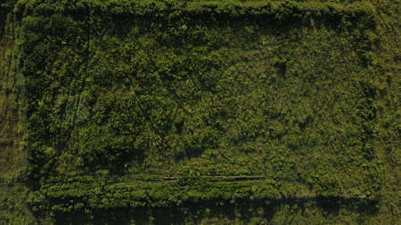 overgrown fence in a field of weeds top viewの写真素材