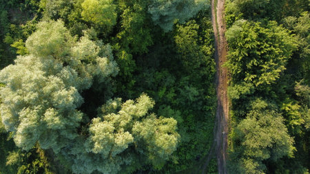 scenic birds-eye view of dirt roads lined with trees in the countryside in summerの写真素材