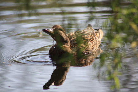 Birdsのeditorial素材