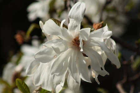 magnoliasのeditorial素材