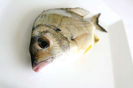 Fishの写真素材