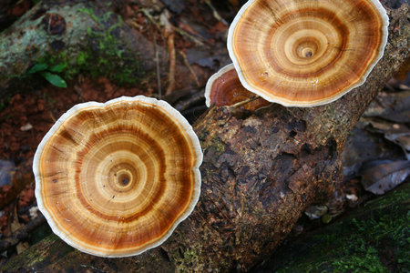 fungus