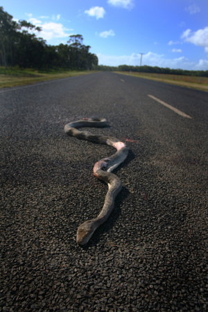 snake died on the roadの写真素材