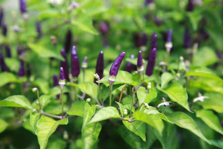 Purple chillies with focus on the middle onの写真素材