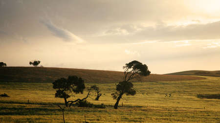 After a storm, the rural fields of South Australia were painted gold by the falling sun.の写真素材