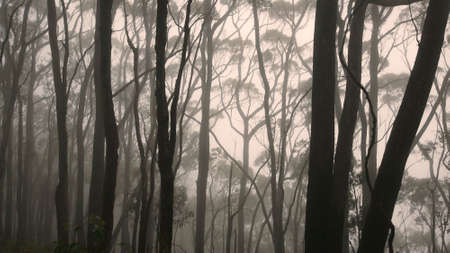 Gumtree forest in Australia, covered with mist.の写真素材