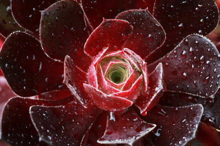 Chocolate rose, or Aeonium arberum nigrum, splashed with water droplets. の写真素材