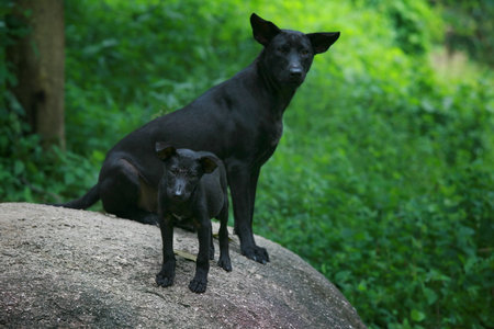 Black dogs - a puppy and mother keeping an eye.
