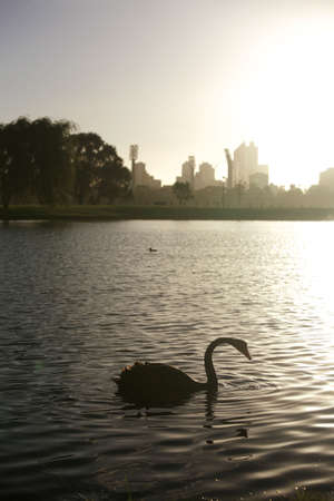 Black swan on Swan River, with Perth City in the background.の写真素材